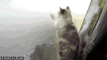 cat snow GIF by Cheezburger