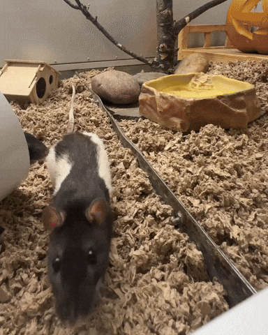 Rat Sniff GIF by Valley Zoo Development Society