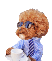 The Bachelor Yes Sticker