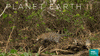 oh my god omg GIF by BBC Earth