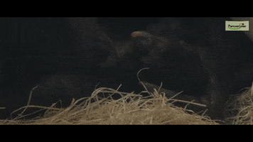 GIF by Planckendael