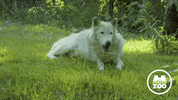 Sad With You GIF by Memphis Zoo