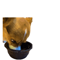Corgi Milo Sticker