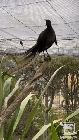 Lyrebird Surprises Zookeeper by Imitating Crying Baby