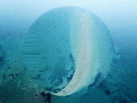 You Can Wow GIF by FranchiseONE.de