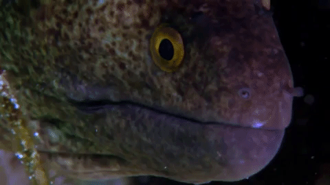 symphony for our world GIF by Nat Geo Wild 