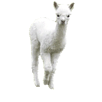 da llama STICKER