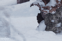 screenmediafilms surprise screen media films screen media pop out GIF