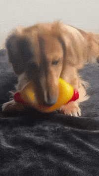 longboydashy dog puppy dogs hotdog GIF
