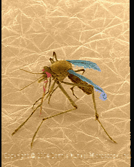 mosquito GIF