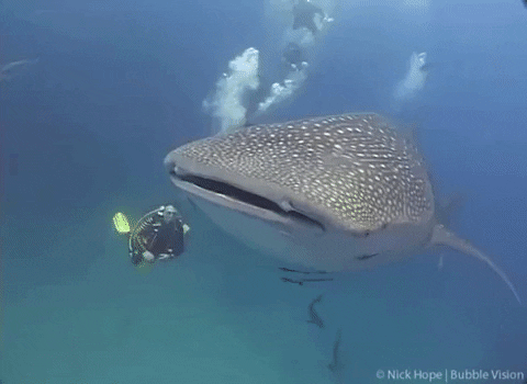 Marine Biology Ocean GIF