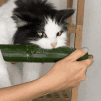 Let Go Eating GIF
