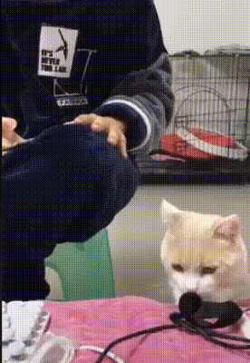 giffunme giphyupload GIF