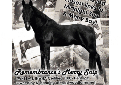 westwoodfarms giphygifmaker twhbea midnight sun merry boy snip foals GIF