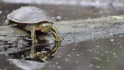 Turtle Minnesota GIF by U.S. Fish and Wildlife Service
