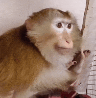 Monkey Uzbek GIF