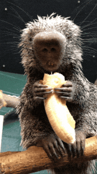 Snack Eating GIF by Valley Zoo Development Society