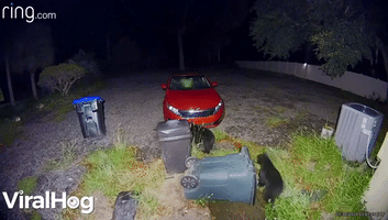 Bear Family Runs off with Garbage Can