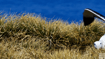 blue planet birds GIF by BBC America