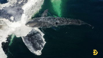 Summer GIF by Shark Week