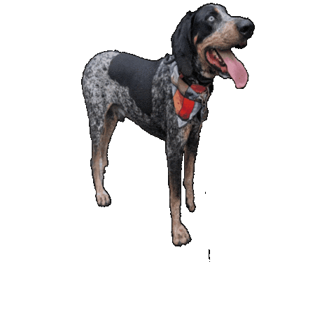 Star Wars Murphy Sticker by Geekster Pets