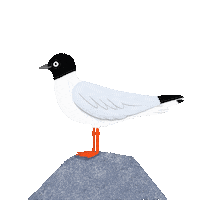 laurasotomiranda yeah birds gull lausoto Sticker