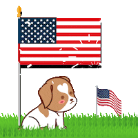 Independence Day Usa Sticker by MyMorningDog