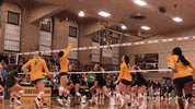 Ndsu Volleyball GIF by NDSU Athletics