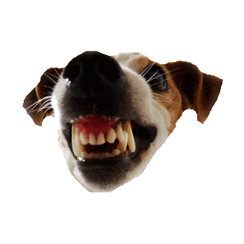 Dog Horror Sticker by imoji