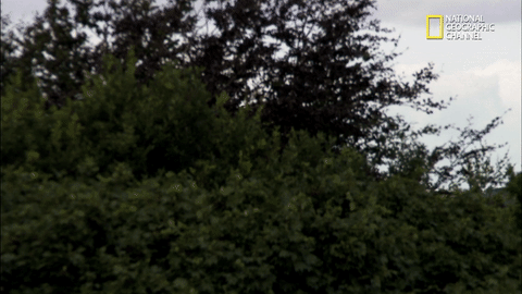 GIF by National Geographic Channel