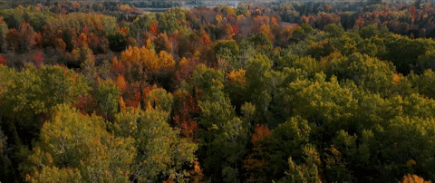 Forest GIF by VVS FILMS