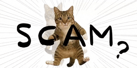 mgtne cat giphystrobetesting warning alert GIF
