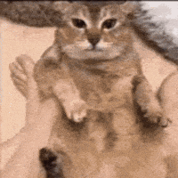 Mei Mei Silly Cat GIF