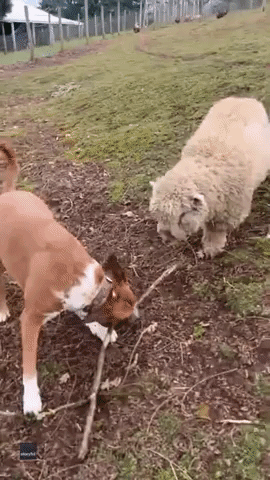Lamb Forms Inseparable Bond With Dog 