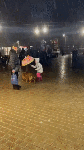 cuteanimalland giphyupload GIF