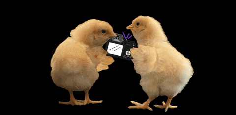 mtboxdesigns giphygifmaker giphyattribution chicks two chicks GIF