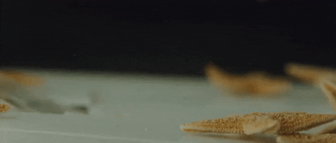 giphyupload GIF