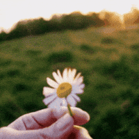 Flower Love GIF by Salih Kizilkaya