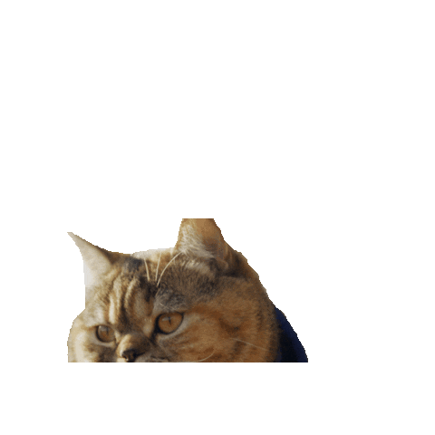 Cat Tora Sticker by Gray Hat Films