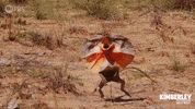 Frill Neck Lizard Running GIF by PBS