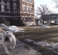 drake bulldog GIF by DrakeUGriff