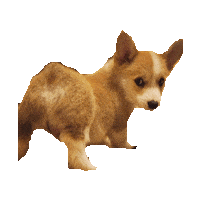 corgi STICKER by imoji