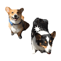 corgi STICKER by imoji