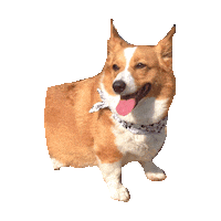 corgi STICKER by imoji