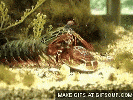 shrimp mantis GIF