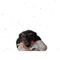 dackelfreunde dog dachshund hund doxie Sticker