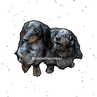Wiener Dog Sticker by dackelfreunde