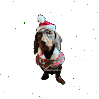 Wiener Dog Sticker by dackelfreunde