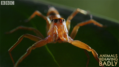 spider animals behaving badly GIF by BBC