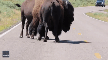 'They Will Kill You': Tourists Warned to Move Away From Bison Fight in Yellowstone National Park